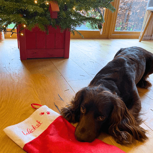 Wicket the Cocker Spaniel with her personalised stocking