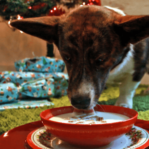 Christmas dognog recipaw