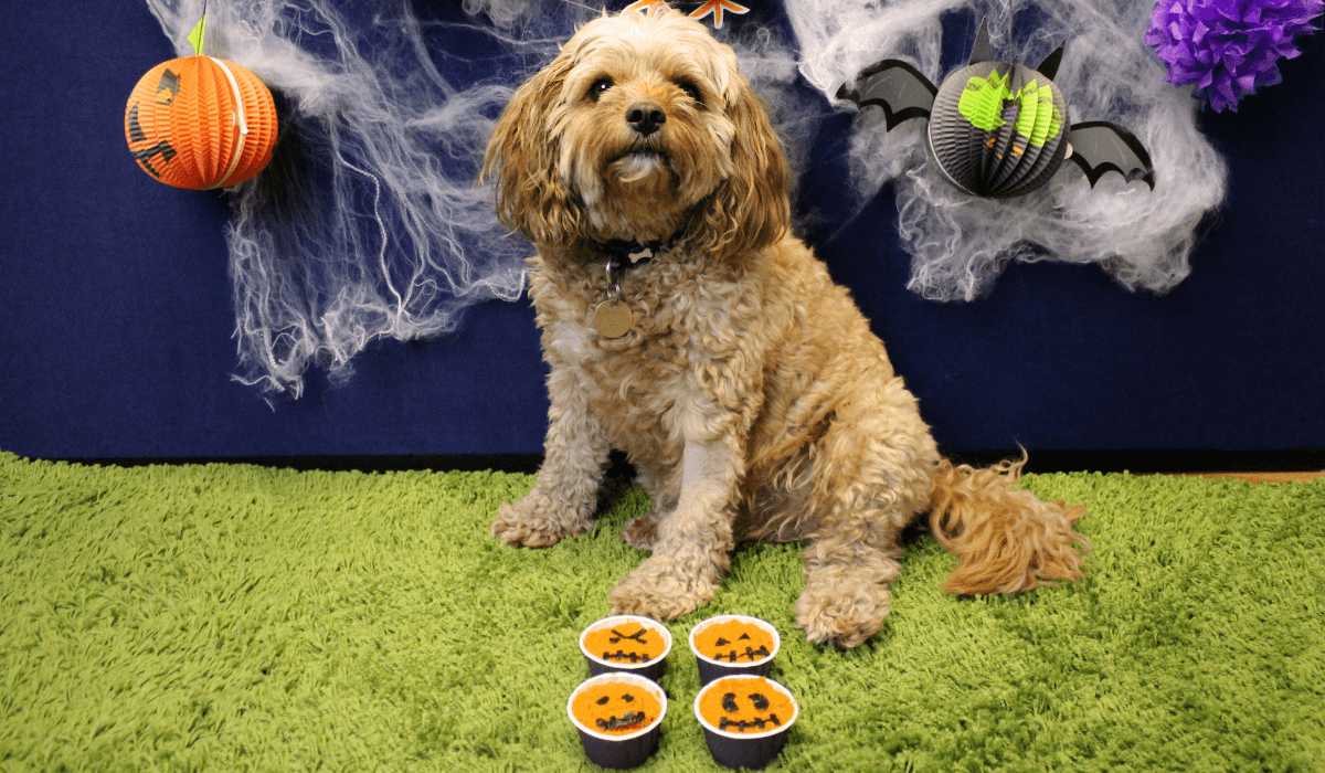 Pumpkin Pupcakes Recipaw