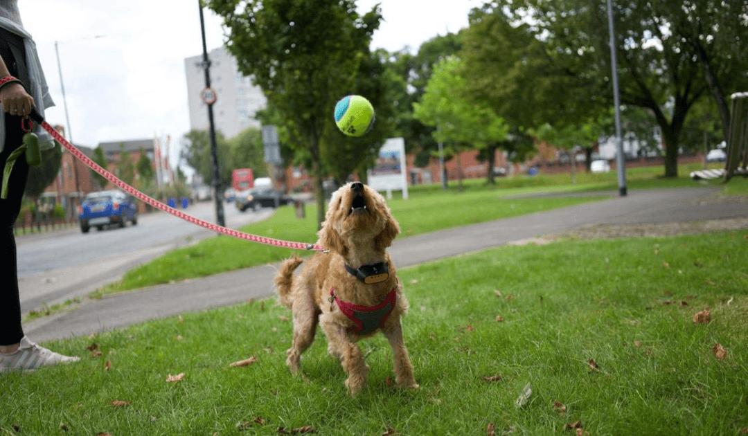 An excitable, golden, fluffy dog is playing ball on their walkies through the town green.