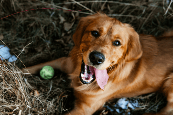 Happy Dog - Photo by Tomáš Jančařík on Unsplash