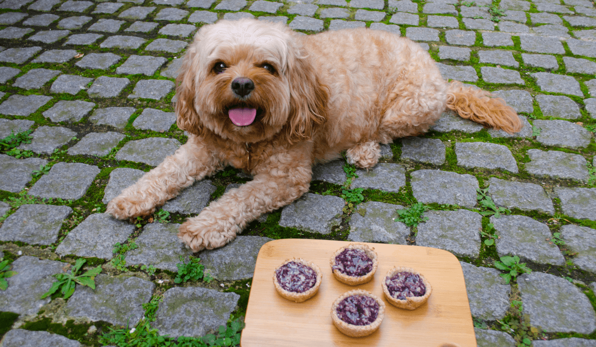 Blueberry and Chicken Pies for Dogs