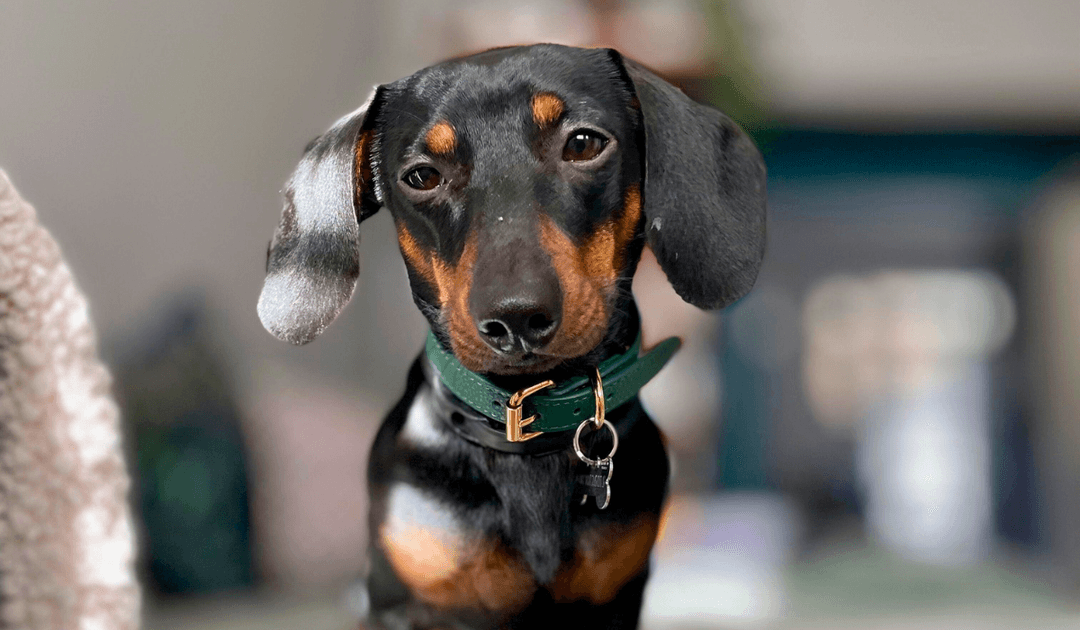 Doggy member Otto the Miniature Dachshund, from Coventry, looking smart.