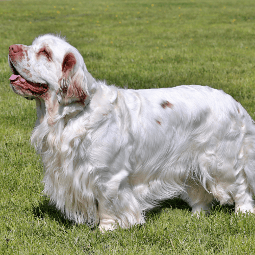 Clumber Spaniel Dog Breed Guide: Care, training and fun facts