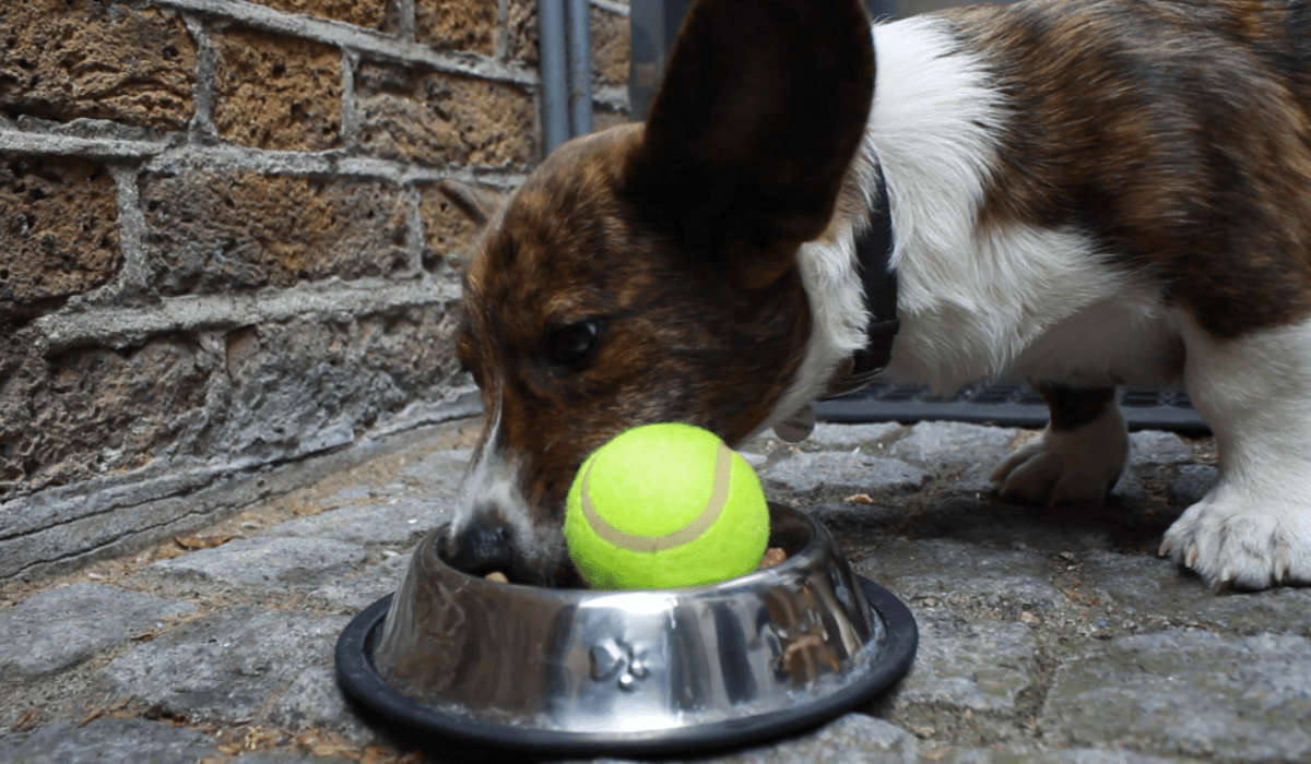 Train your dog to eat more slowly