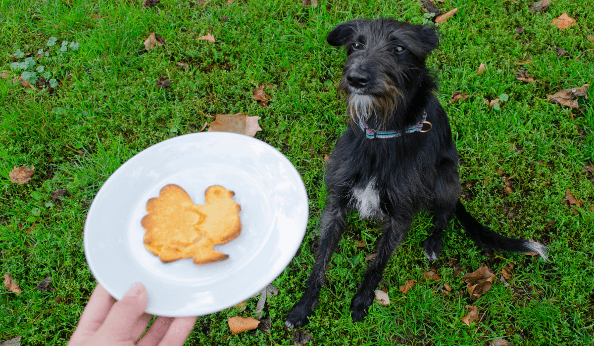 Sweet potato biscuits Recipaw