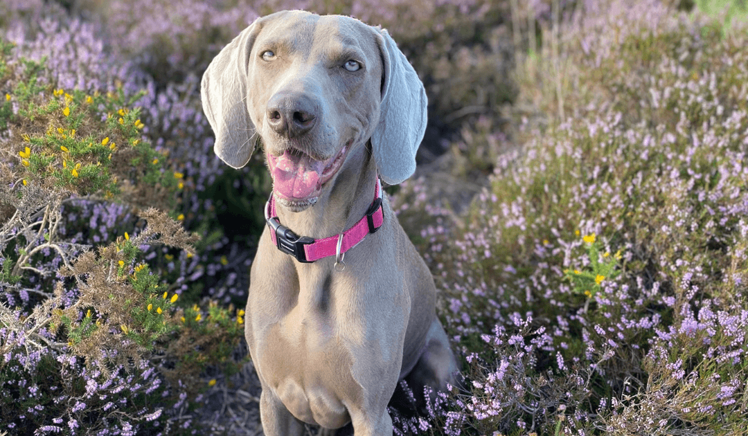 A beautiful Weimaraner sits amongst the wild heather after a glorious morning walk.
