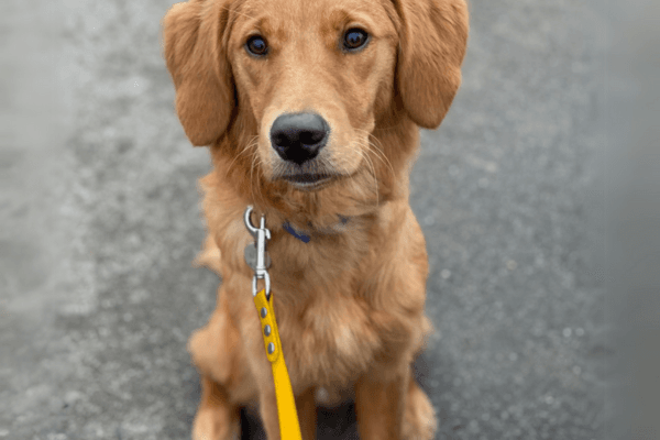 National Dogs in Yellow Day