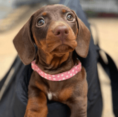 dachshund