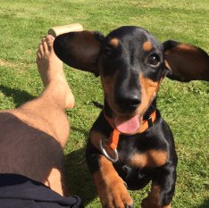 Excited dachshund playing in a park